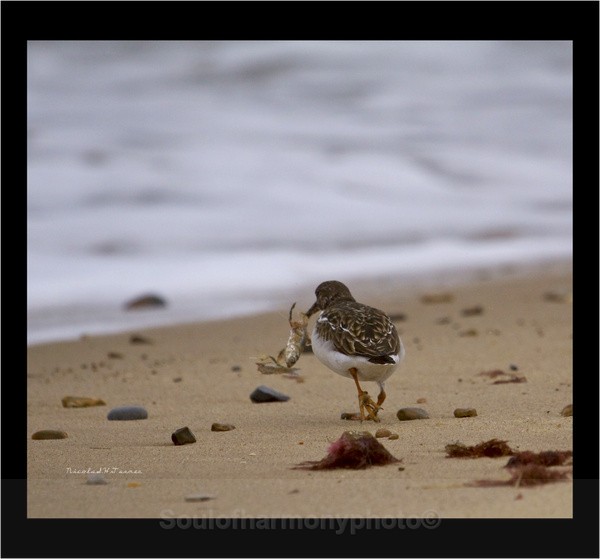 Turn Stone - Wildlife Wildlife