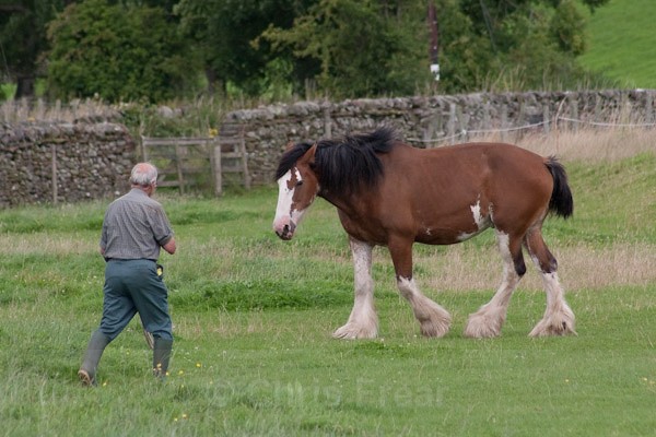 8 - Clydesdales