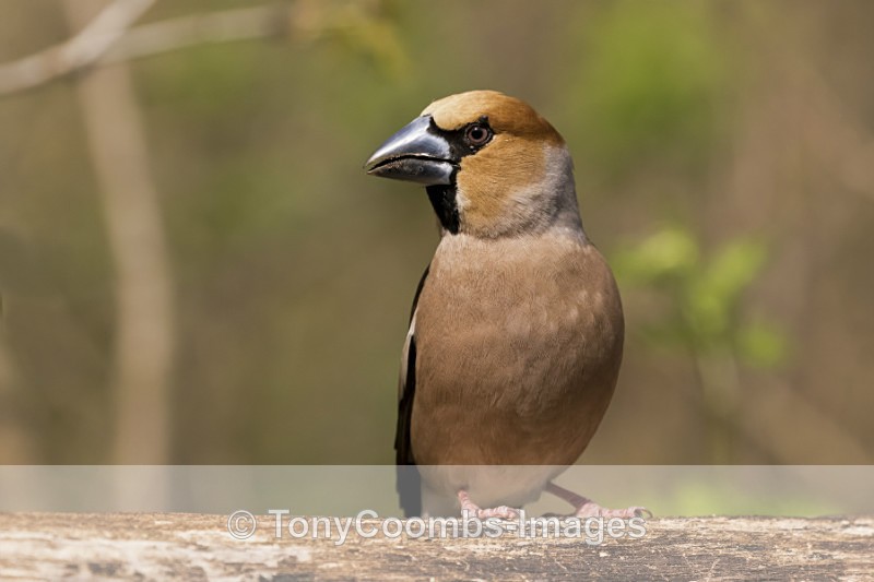Hawfinch  (m) - Drinking Pool Hides