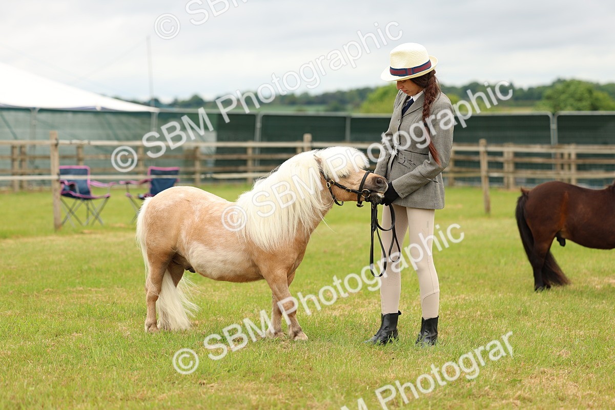 SBM_04477 - Class 64-67 - Shetland Pony In Hand