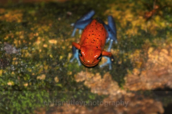  - Reptiles and Amphibians
