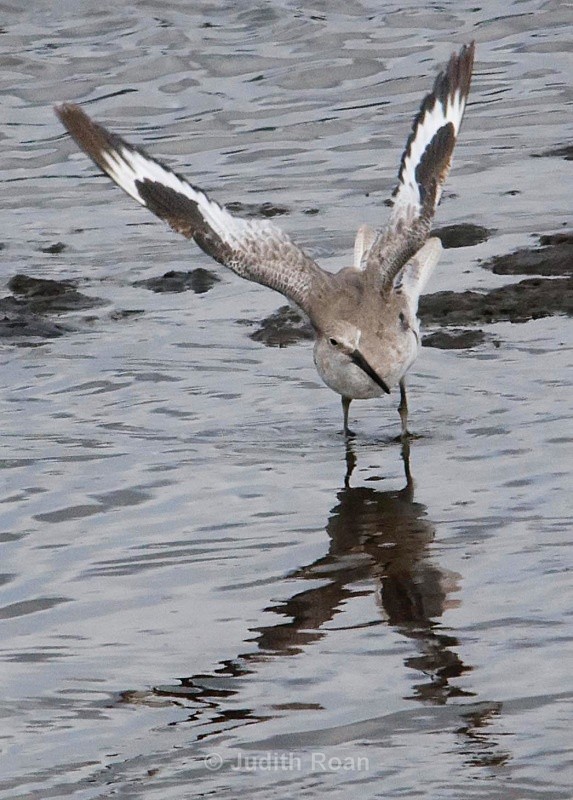 Willet - Birds