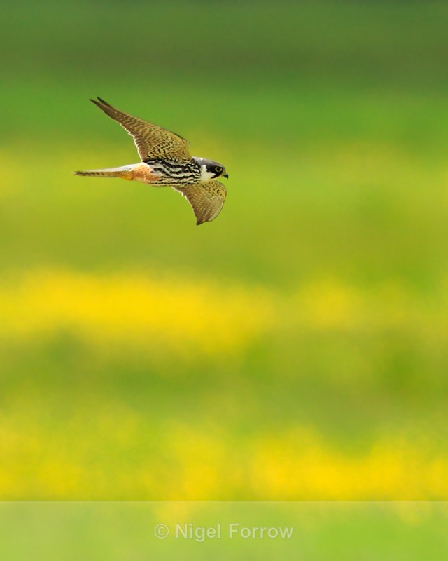 Hobby hunting over Greenaways at Otmoor RSPB - Hobby