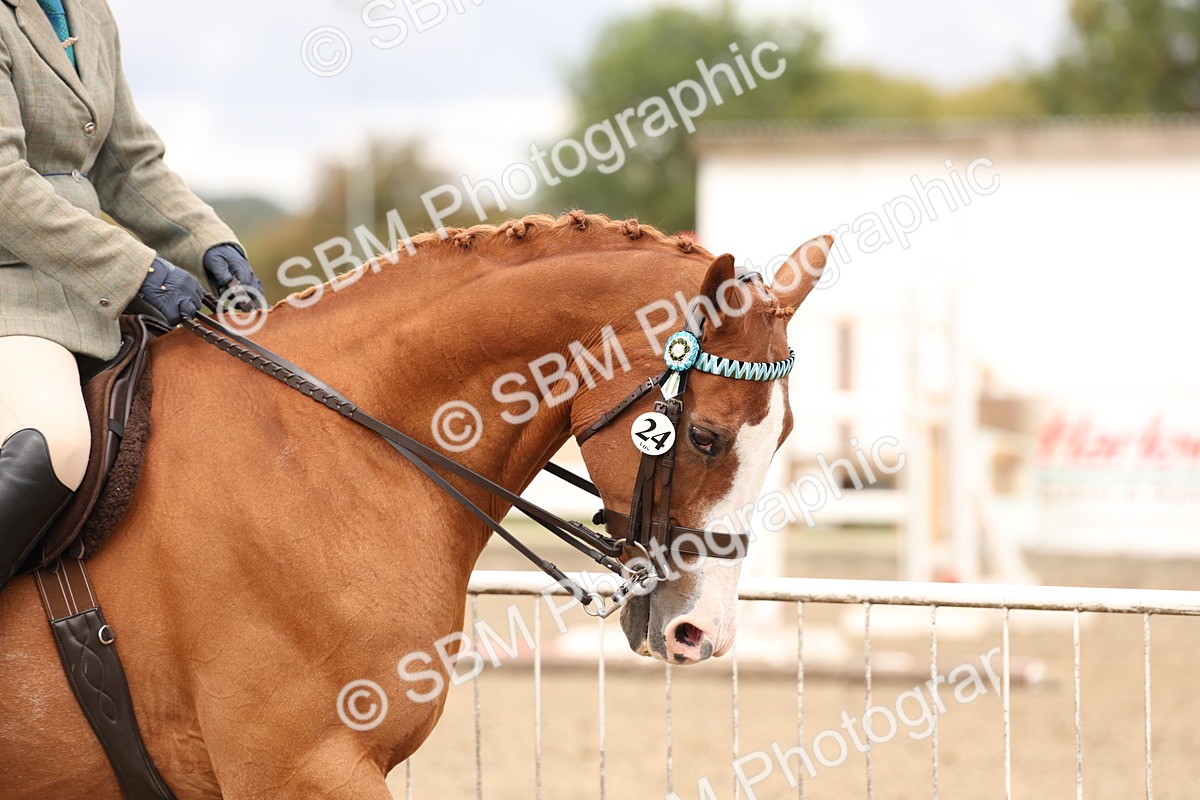 SBM_02783 - Class 53 - Ridden Competition Horse/Pony