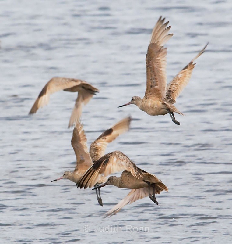 Marbled Godwit- mature and immature - Birds