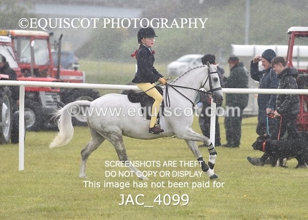 JAC_4099 - 40CM WORKING HUNTER