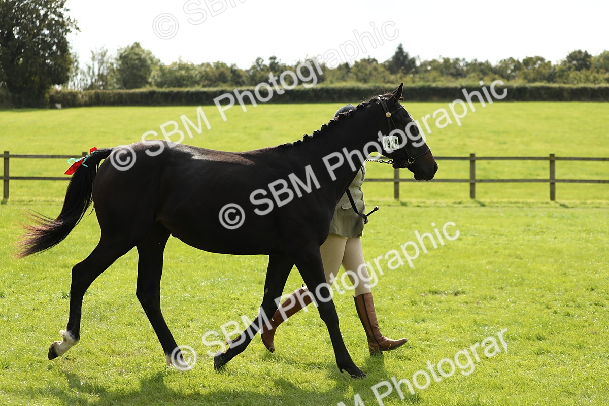 SBM_65579 - S48 - Show Pony & Show Hunter Pony In Hand