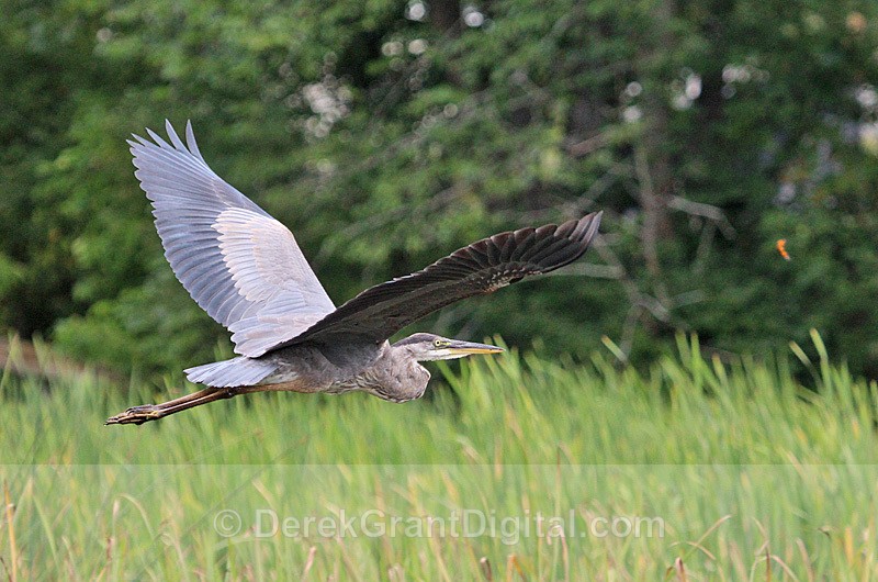 Ardea herodias - Birds of Atlantic Canada
