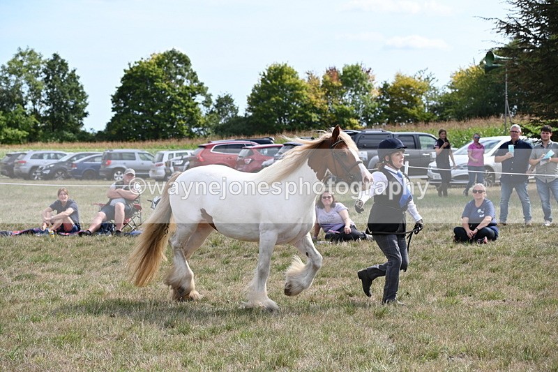 WJ6_6565 - Class 20 In-hand Cob