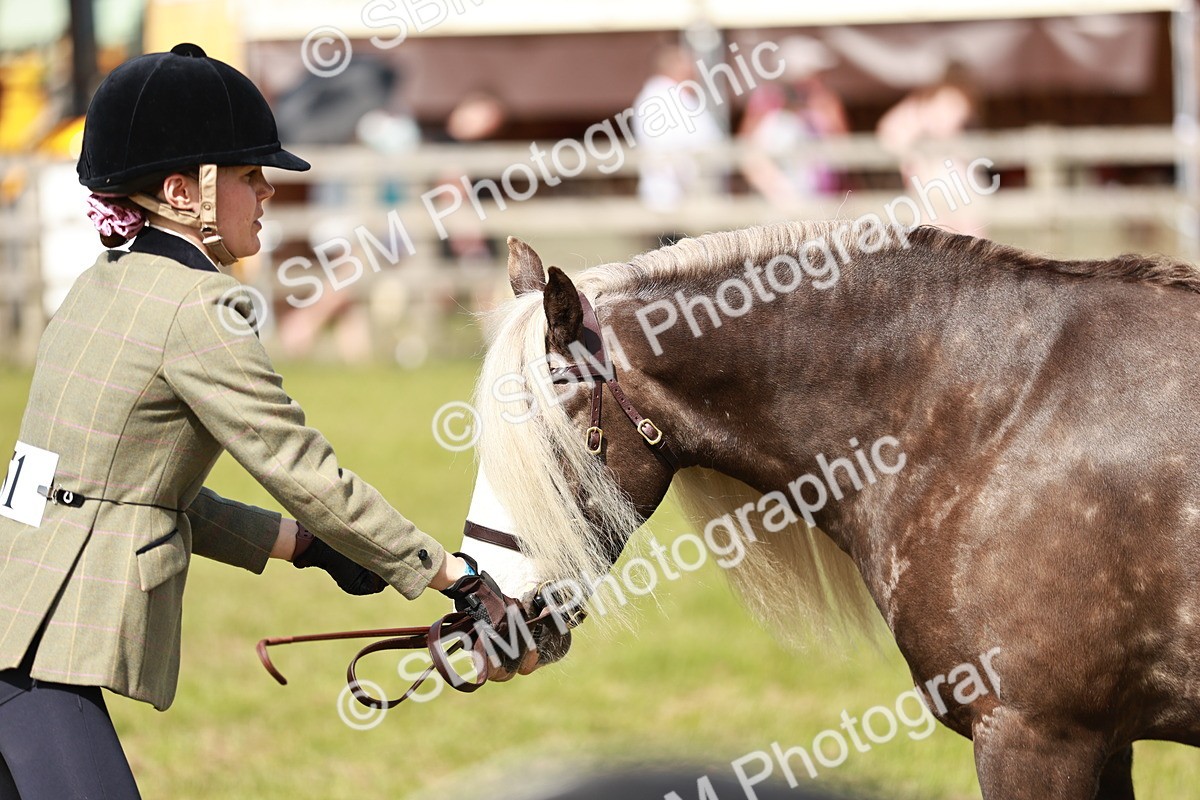 SBM_08813 - Class 63-65 - Traditional Gypsy Cobs In Hand & Ridden