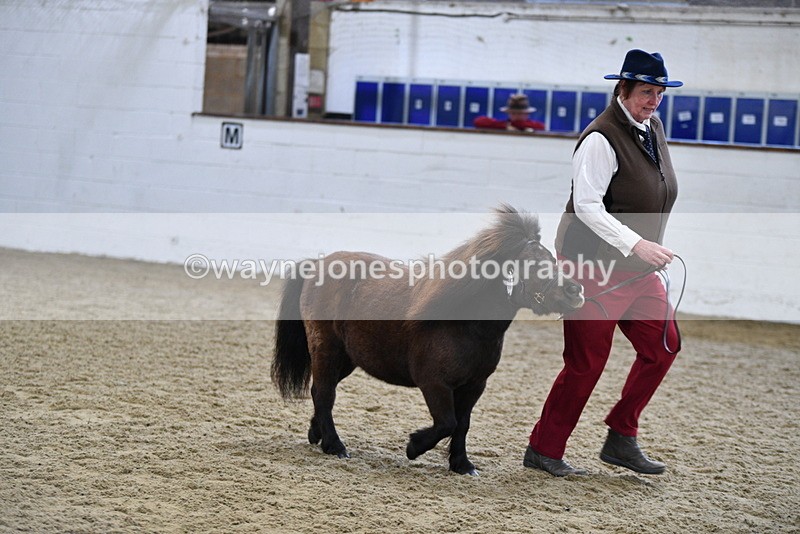 WJ5_5475 - Class 4 In hand M&M - small breeds