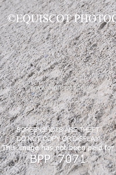 BPP_7071 - RING 1  (RIDDEN HORSES / IN HAND / VETERAN ETC)