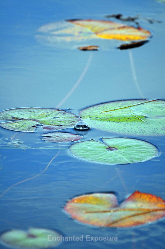 Bubble in the Lilies - Waterscapes