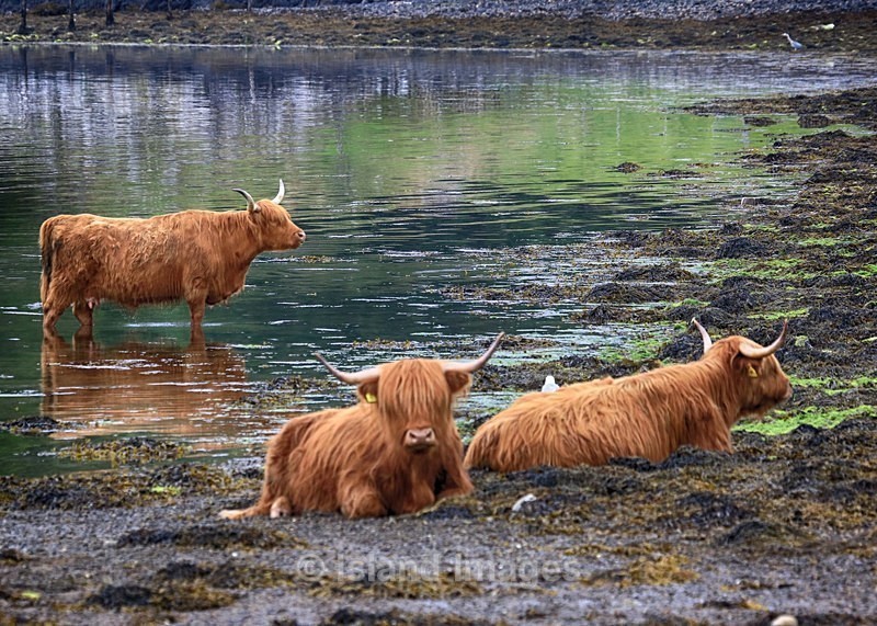 Highland Cows - Highland Cows