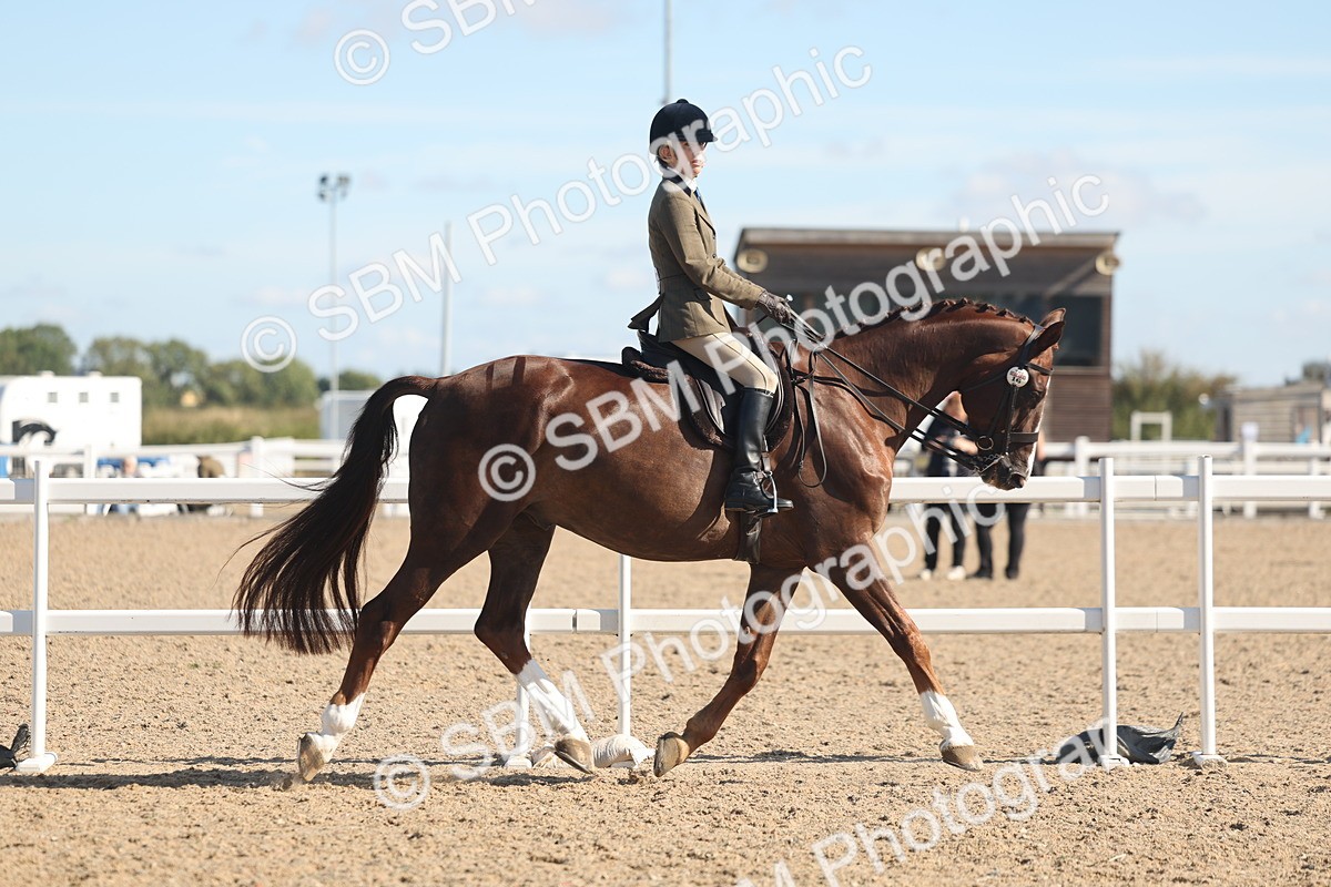 SBM_13018 - Class 305 - Ridden Foreign Breed Pure Bred