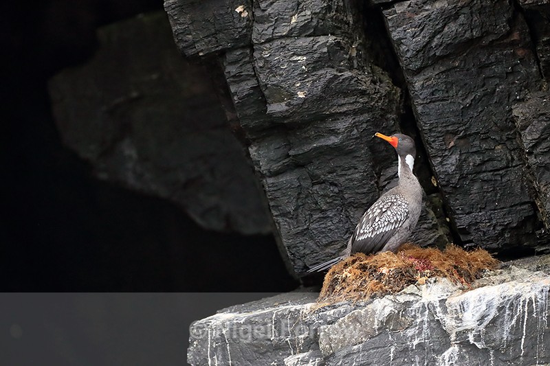 Red-legged Cormorant at nest, Chile - Red-legged Cormorant