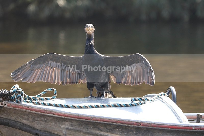 Cormorant 6 - Animals, Birds etc