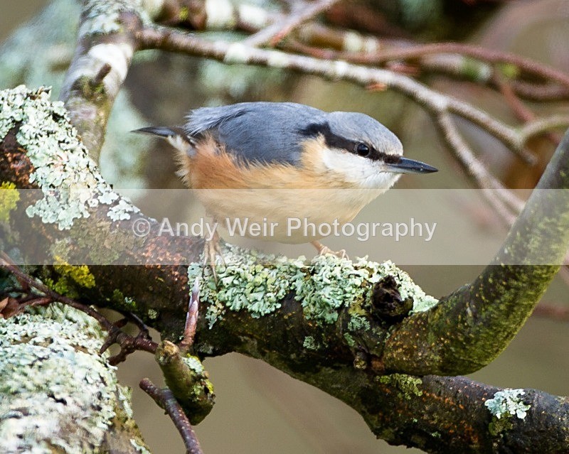 20111121-_MG_8044 - Nuthatch & Treecreepers