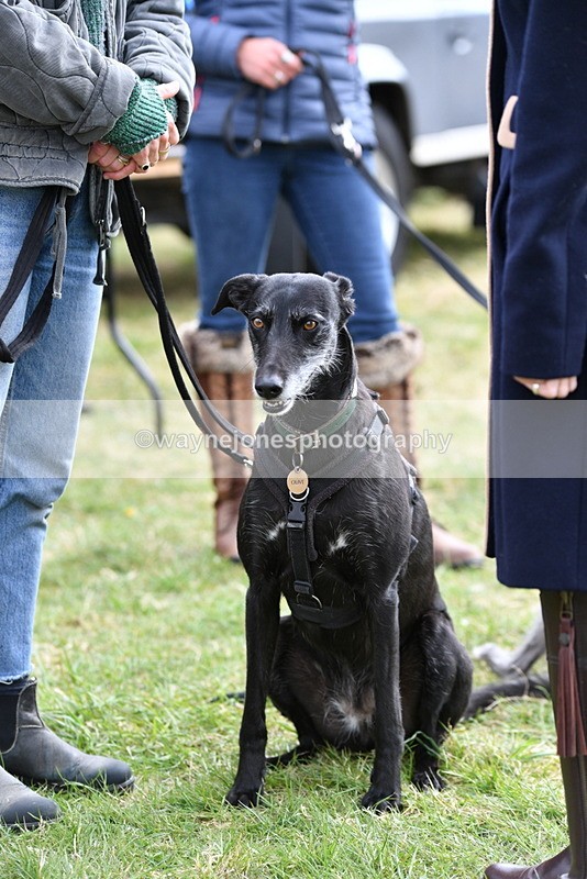 WJ5_9240 - Class 1 Best Cross Breed / Heniz 57