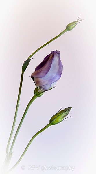 - Petals and Leaves
