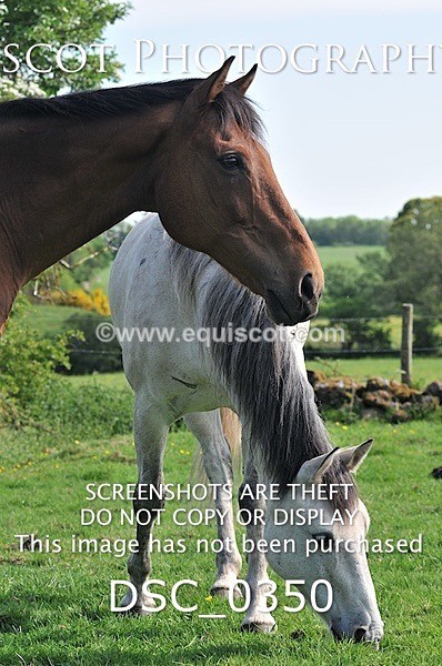 DSC_0350 - ARCHIVE REQUEST - Quincy and Guinness