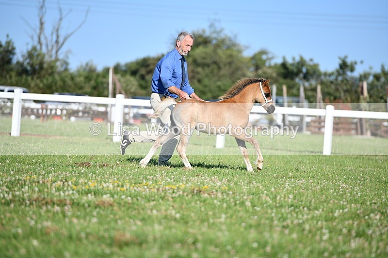 DSC_5409 - Classes 47 & 48: NPS M&M Brood Mare and Foal