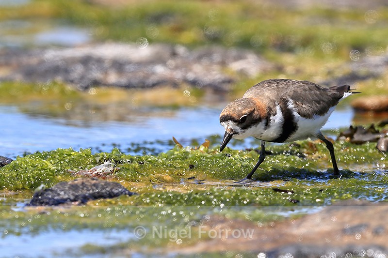 Two-banded Plover foraging at low tide, Carcass Island, Falklands - Two-banded Plover