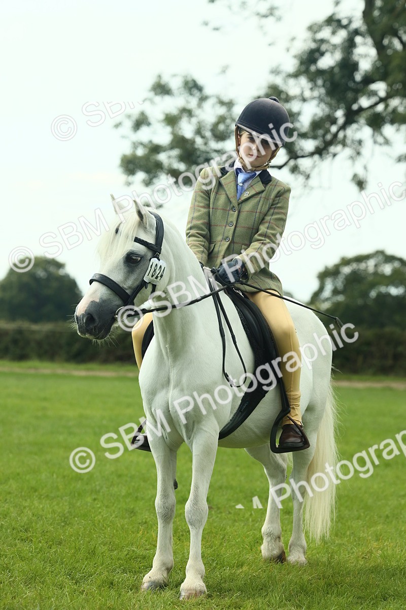 SBM_66466 - S34 - Rehabilitated Rescue Horse & Pony In Hand & Ridden
