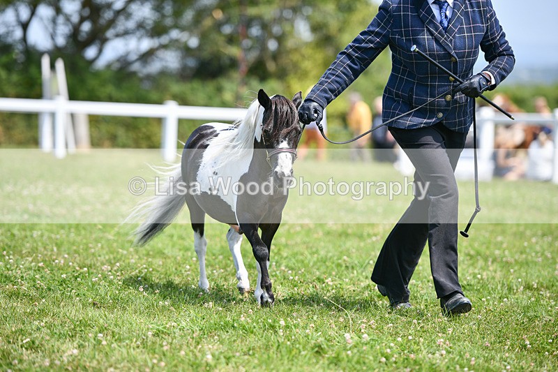 DSC_7365 - Class 62: Coloured Pony Youngstock