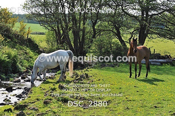 DSC_2880 - ARCHIVE REQUEST - Quincy and Guinness