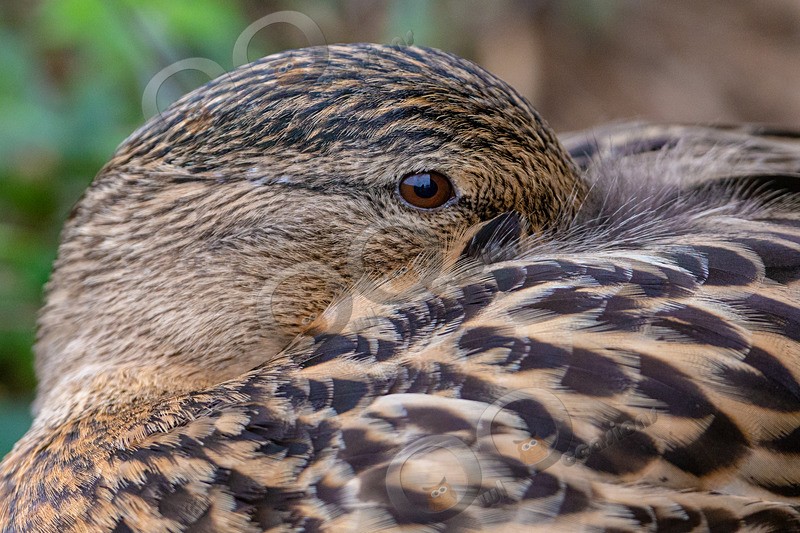 mallard Anas platyrhynchos-5018 - UK birds