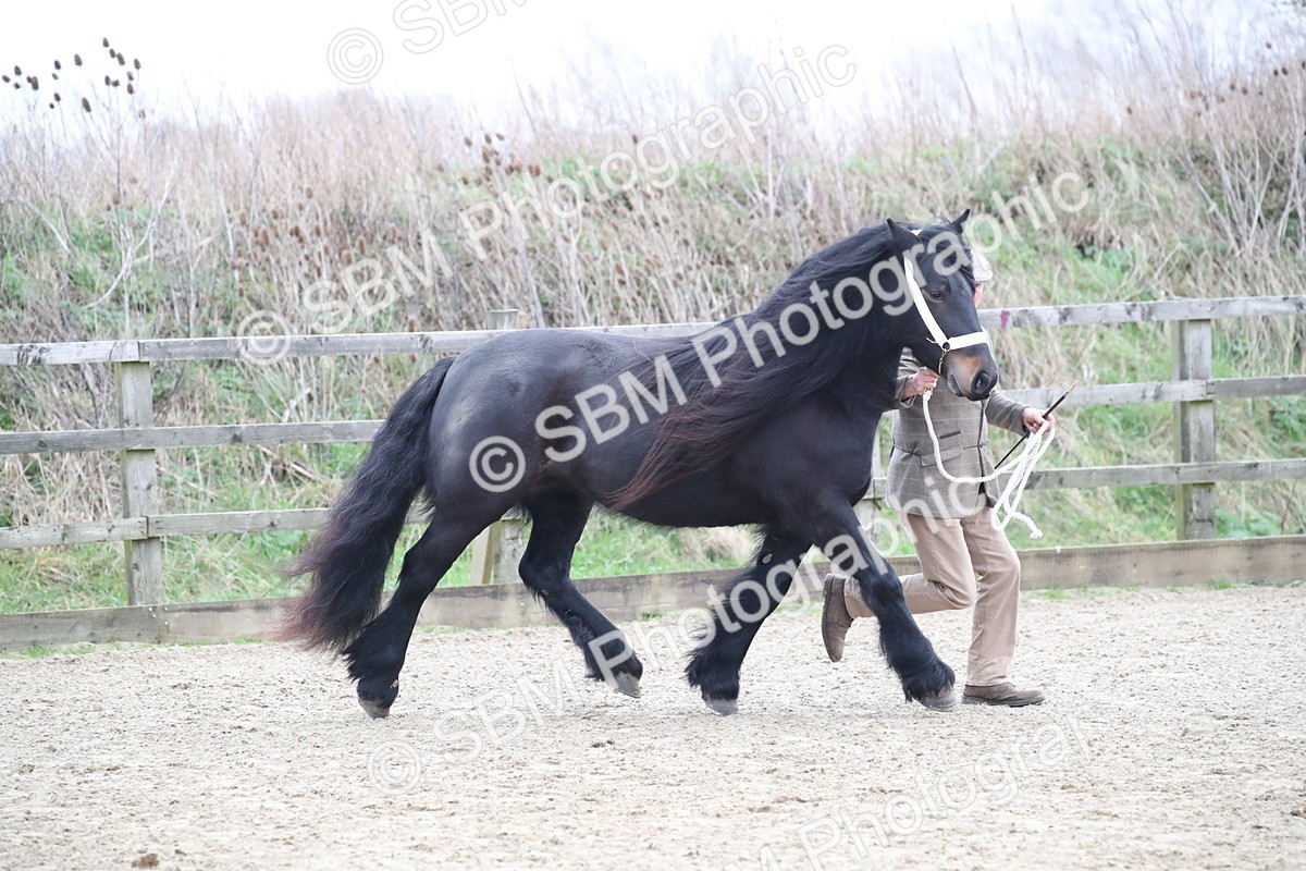 SBM_004030 - Class 1-4 - Young Stock classes Inc. In Hand Championship
