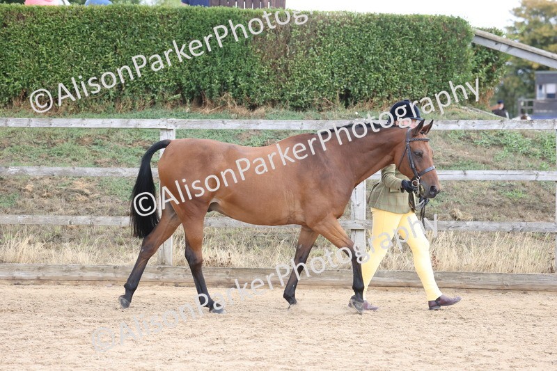 20260831-2352 - Class 9 - Show Pony and Show Hunter