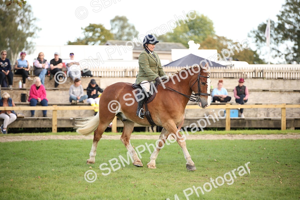 SBM_50216 - S26 - Young Veteran - Ridden