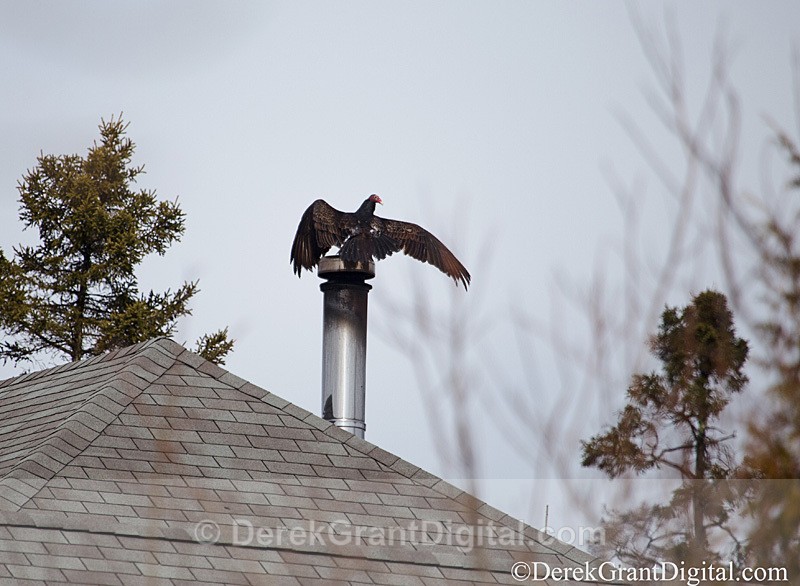 A Fine Balance Cathartes aura - Urban Wildlife