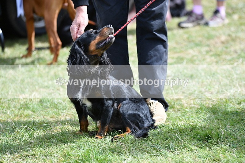WJ5_9806 - Class 3 Most Handsome Dog