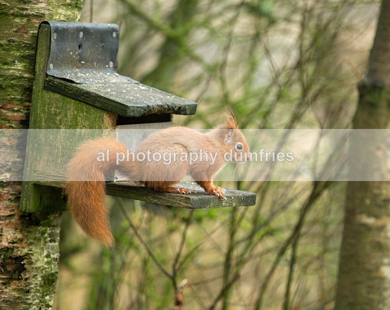Red Squirrel 15 (disambiguation). - Eskrigg Nature Reserve Lockerbie