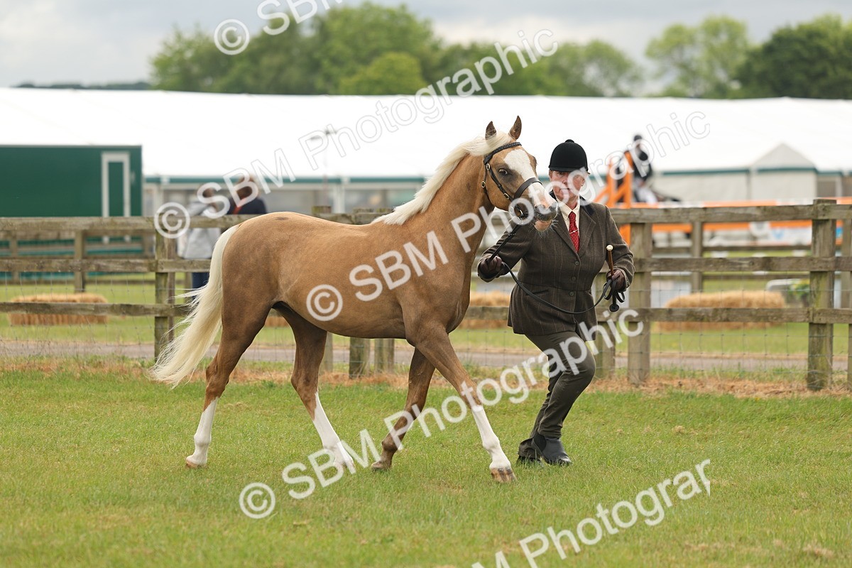 SBM_02113 - Class 50-57 - M&M Welsh Pony In Hand