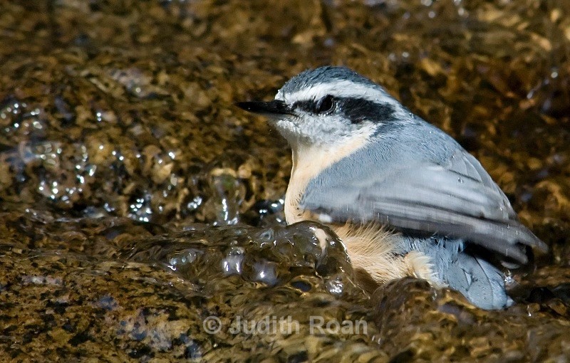 Red-breasted Nuthatch - Backyard Bathing Birds