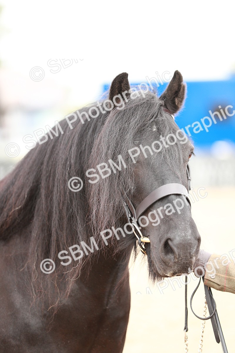 SBM_12505 - Class 207 IH M&M