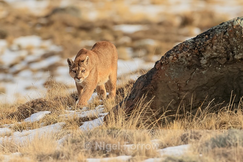 Female Puma Dania goes hunting, Torres del Paine, Chile - Puma