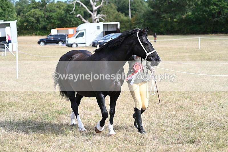 WJ7_8042 - In-hand Championship