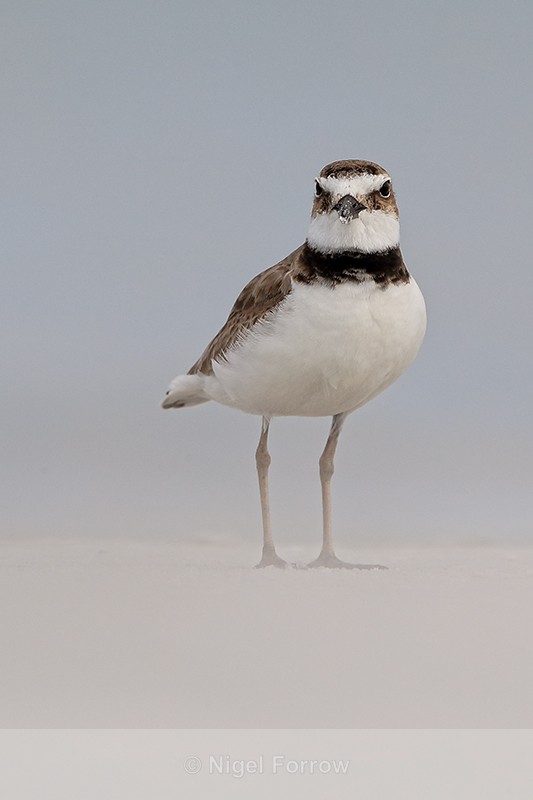 Front view of Wilson's Plover, Fort De Soto Park, Florida - Wilson's Plover