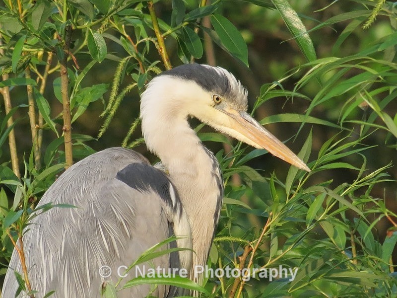 Grey Heron - Birds