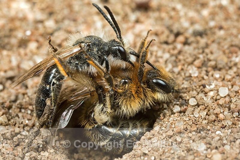 Andrena barbilabris (Pair) - Andrena barbilabris