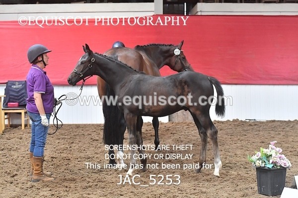 JAC_5253 - 10 Dante's Hermes ELS