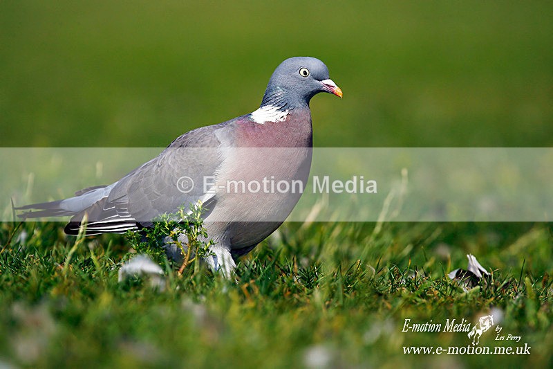 010706 349a - Nature