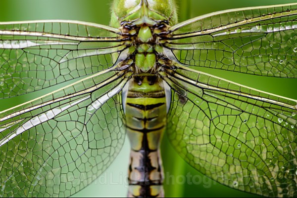 Female Southern hawker - Dragonflies & Damselflies
