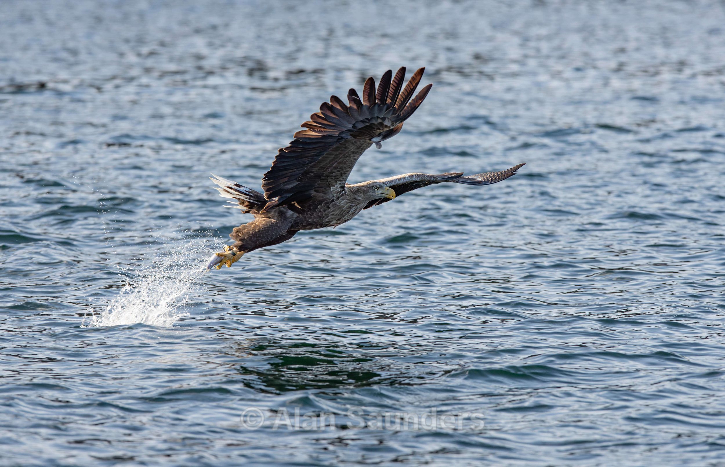 White Tailed Eagle 23