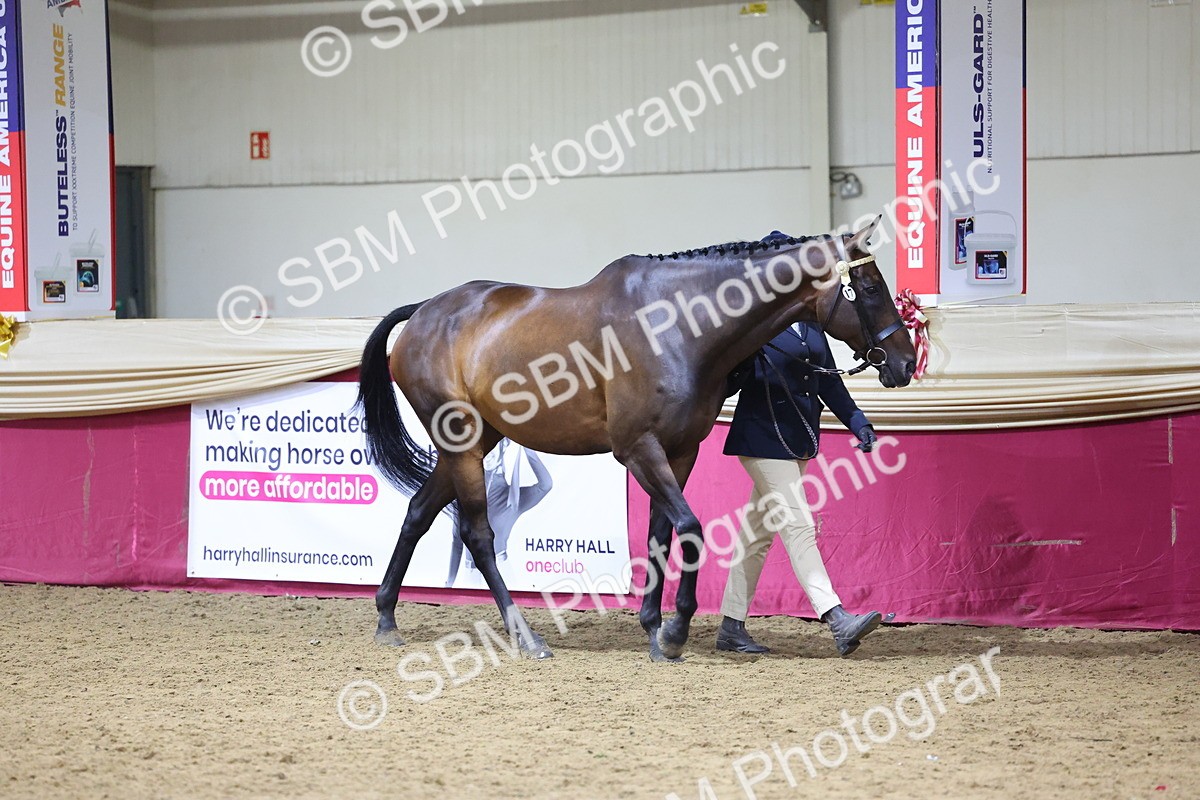 SBM_18786 - Class E IH Horse Champ
